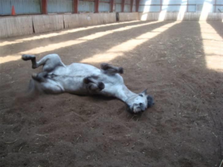 Anden særlig race PRIK. - Trille trille bby :D Foto: Anna Johansen billede 8