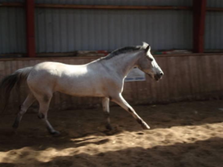 Anden særlig race PRIK. - Vildhesten *; Foto: Anna Johansen billede 9