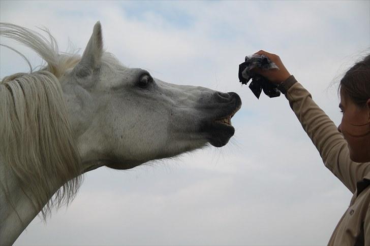 Welsh Mountain (sec A) Rosengårdens Jasmin - N Y T !  Kysse trick:D billede 6