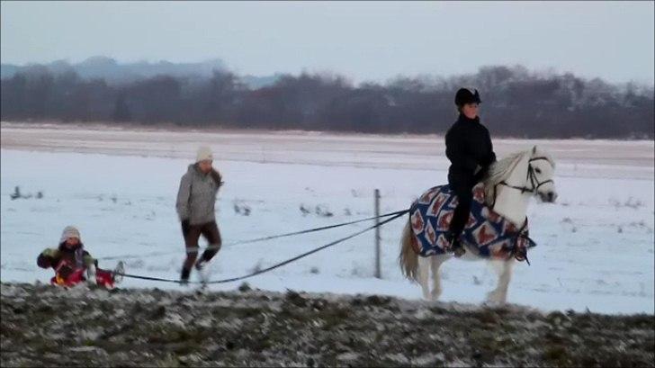 Welsh Mountain (sec A) Rosengårdens Jasmin - Vinter 2010 Jasmin med kælk:) billede 7