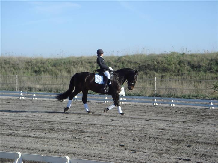 Oldenborg Vangkærs Sebastian billede 17