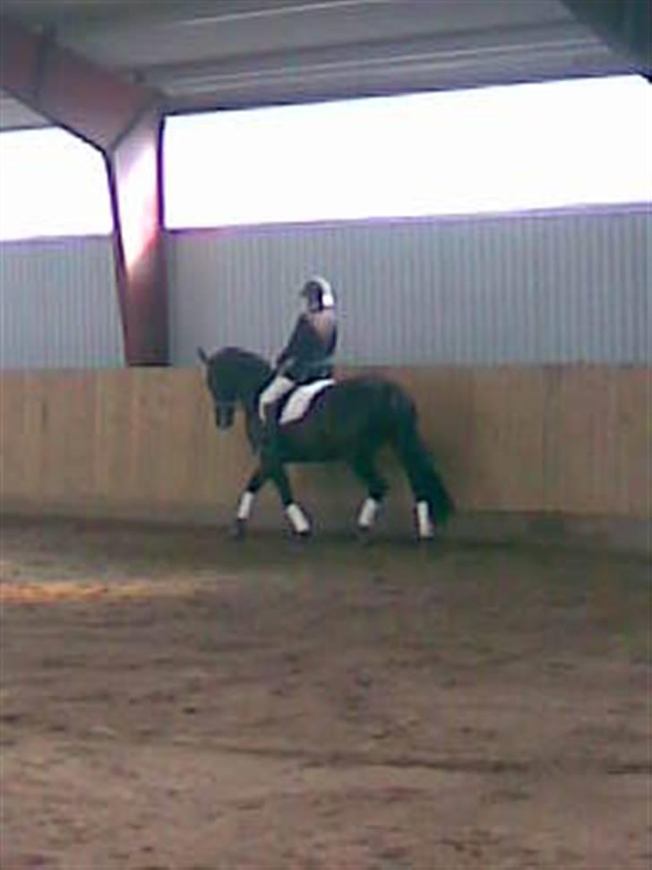 Oldenborg Vangkærs Sebastian billede 18