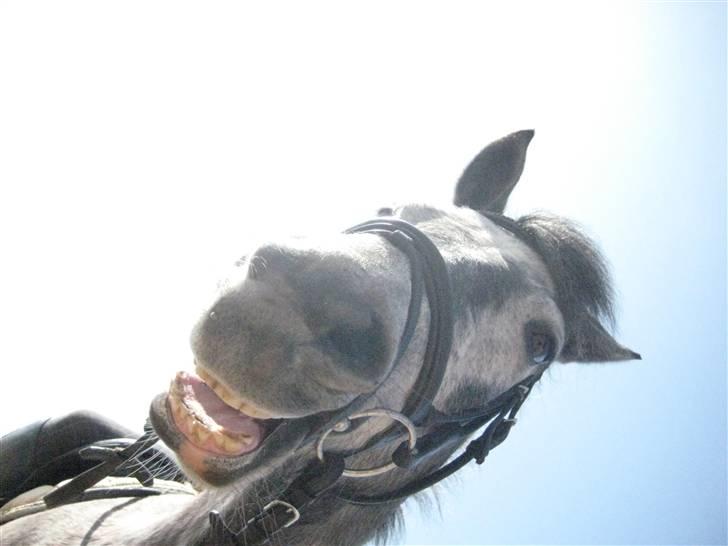 Connemara Honey Pie - smukke HoneyPie <3 billede 1