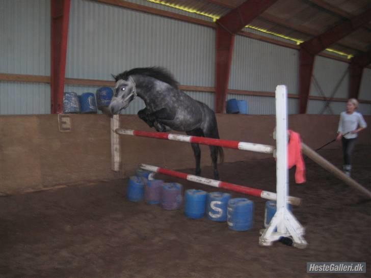 Connemara Honey Pie - 3 år - 110 cm :) billede 2