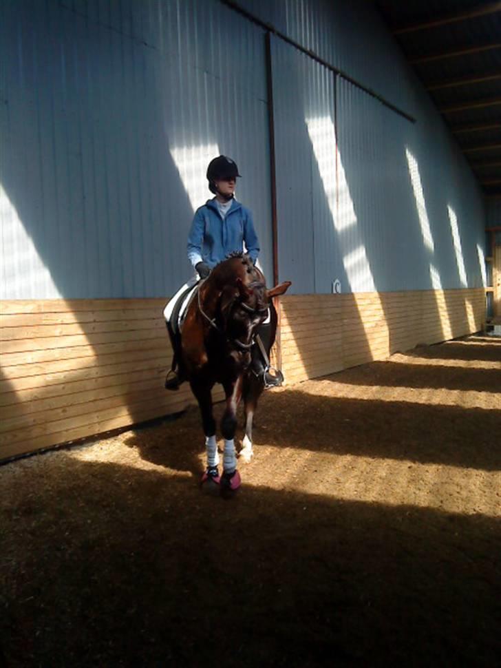 Anden særlig race joey *B-pony* - opvarmning til la4 i skovly til 65,94% 12/04---09 billede 7