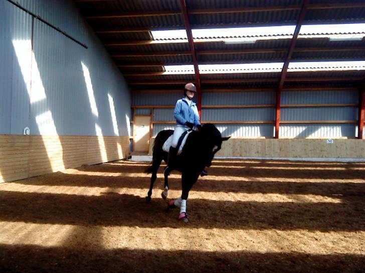 Anden særlig race joey *B-pony* - opvarmning til la4 i skovly til 65,94% 12/04---09 billede 8