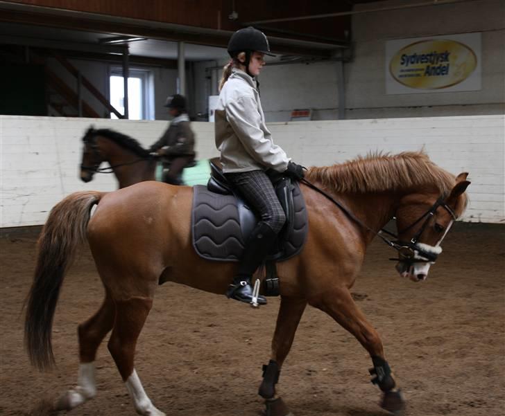 Anden særlig race Fjalar Eagle - der trænes ;-) billede 3