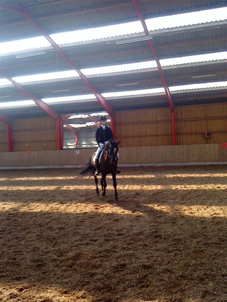 Anden særlig race joey *B-pony* - program la4 til 65,94% i skovly 12/4--09 billede 13