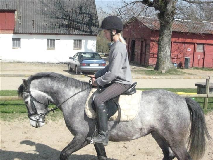 Connemara Honey Pie - Dressur - trav. billede 8