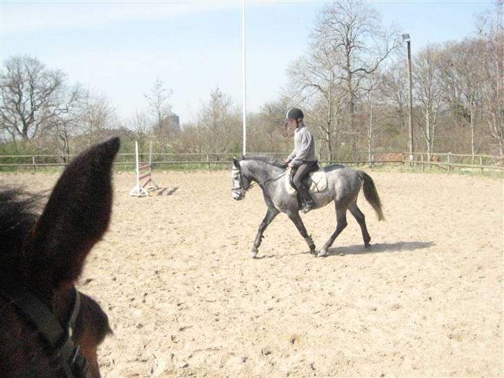 Connemara Honey Pie - fine pony <3 billede 9