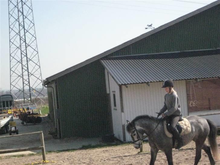 Connemara Honey Pie - *; billede 10