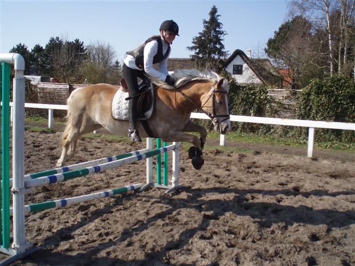 Haflinger Nissan *solgt* - spring træning billede 17