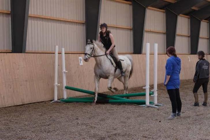 Knabstrupper Diogenes R.I.P :'( - lille! spring billede 16