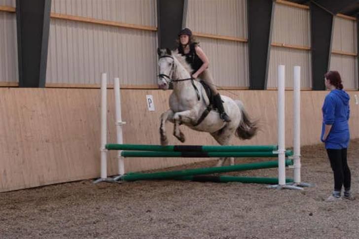 Knabstrupper Diogenes R.I.P :'( - lidt større (; billede 17