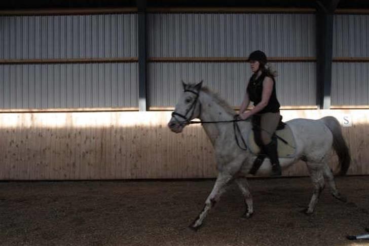 Knabstrupper Diogenes R.I.P :'( - på vej hen mod et spring =) billede 19