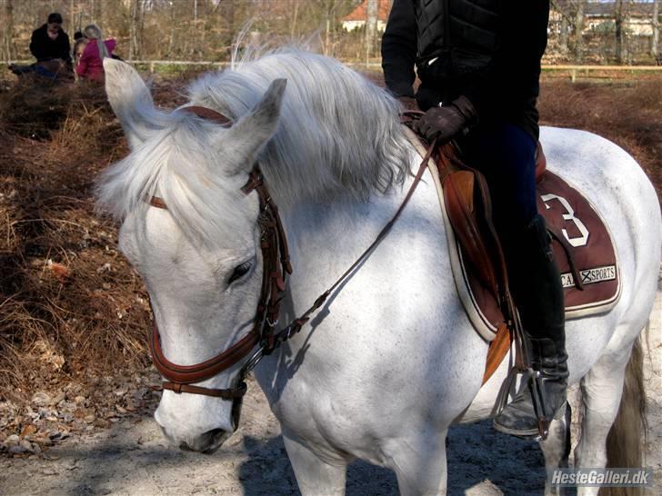 New Forest roløkke tokaji  billede 8