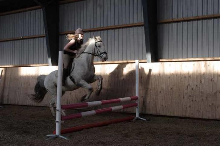 Knabstrupper Diogenes R.I.P :'( - spring<3 billede 20