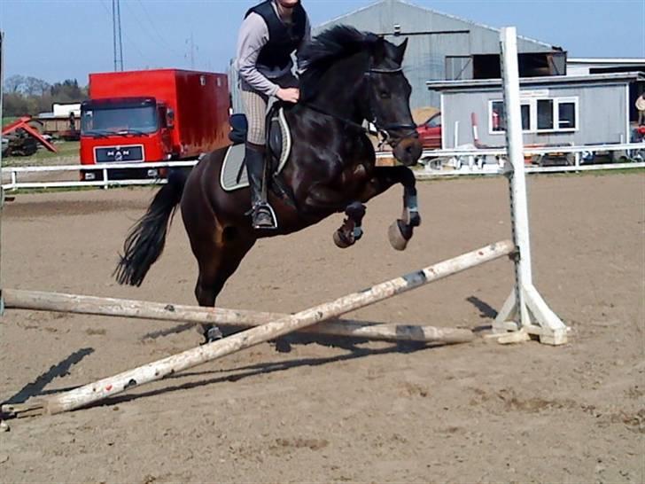 Anden særlig race Kila´s Sambo (SOLGT) - sambo springer billede 7