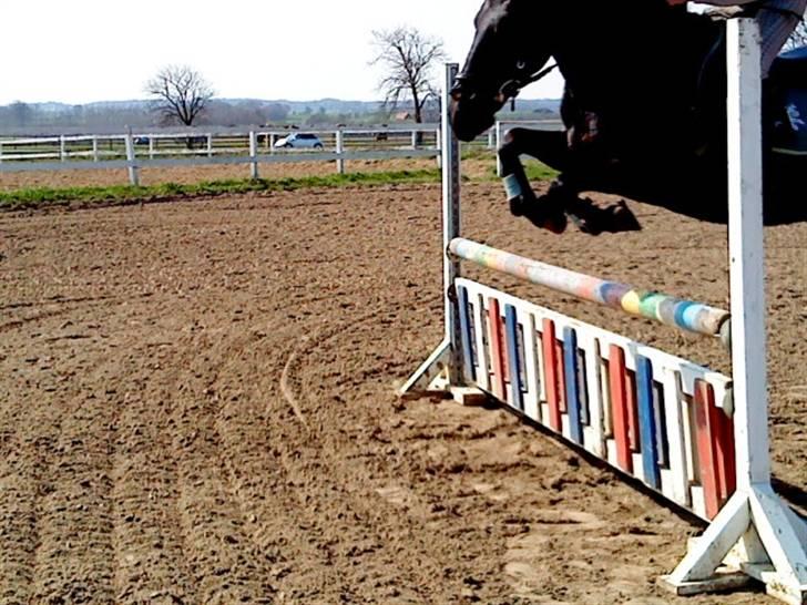 Anden særlig race Kila´s Sambo (SOLGT) - sambo springer billede 8