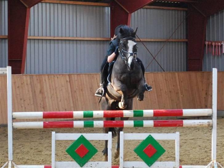 New Forest Søndergårdens Gonzo(solgt) billede 10