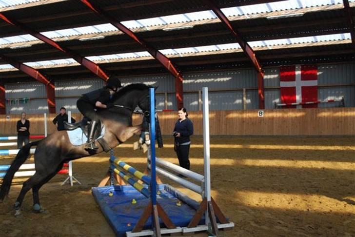 New Forest Søndergårdens Gonzo(solgt) billede 12