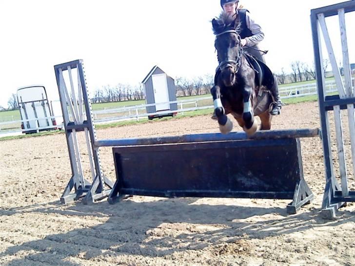 Anden særlig race Kila´s Sambo (SOLGT) - sambo billede 9