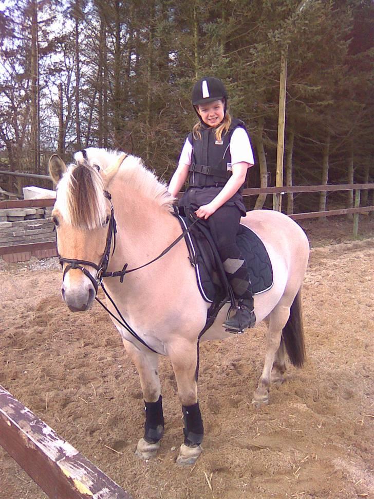 Fjordhest Dalton (R.I.P) Min himmelhest<3 - På ridebanen billede 8