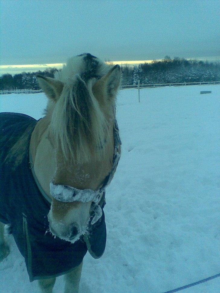 Fjordhest Dalton (R.I.P) Min himmelhest<3 - min lille dalle!<3 billede 9
