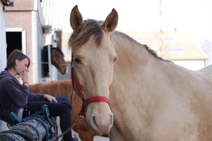 Anden særlig race Shikira R.I.P billede 3