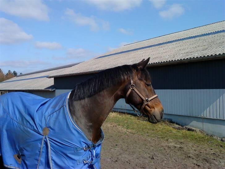 Anden særlig race Lotte :D  billede 6