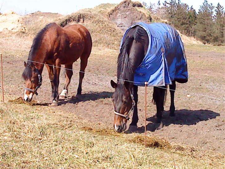 Anden særlig race Lotte :D  billede 7