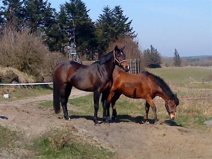 Anden særlig race Lotte :D  billede 8