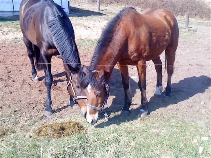 Anden særlig race Lotte :D  billede 9