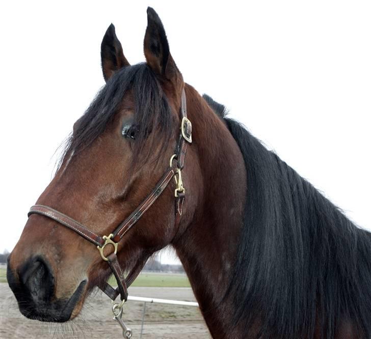 Traver Schimansky *passer* SOLGT billede 5