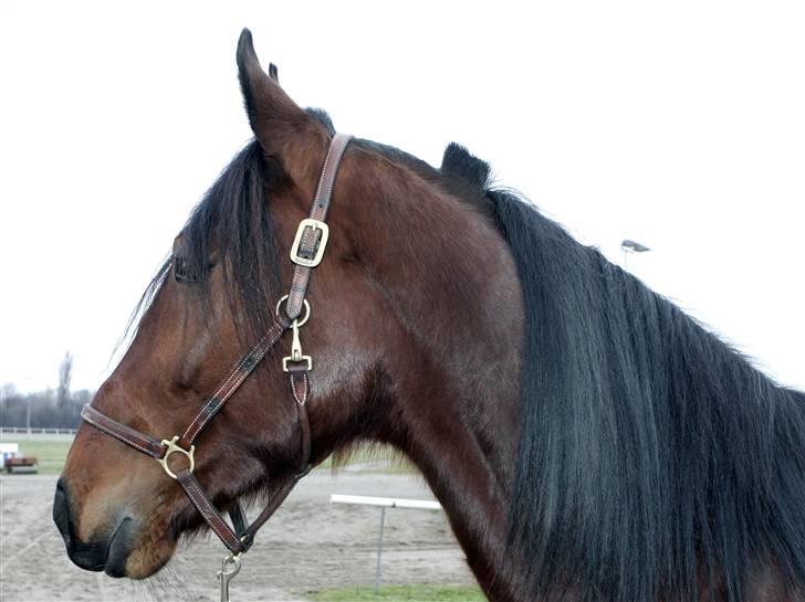 Traver Schimansky *passer* SOLGT billede 6