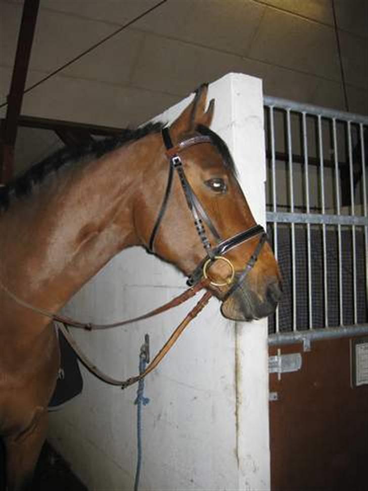 Dansk Varmblod Salantha Hill billede 8