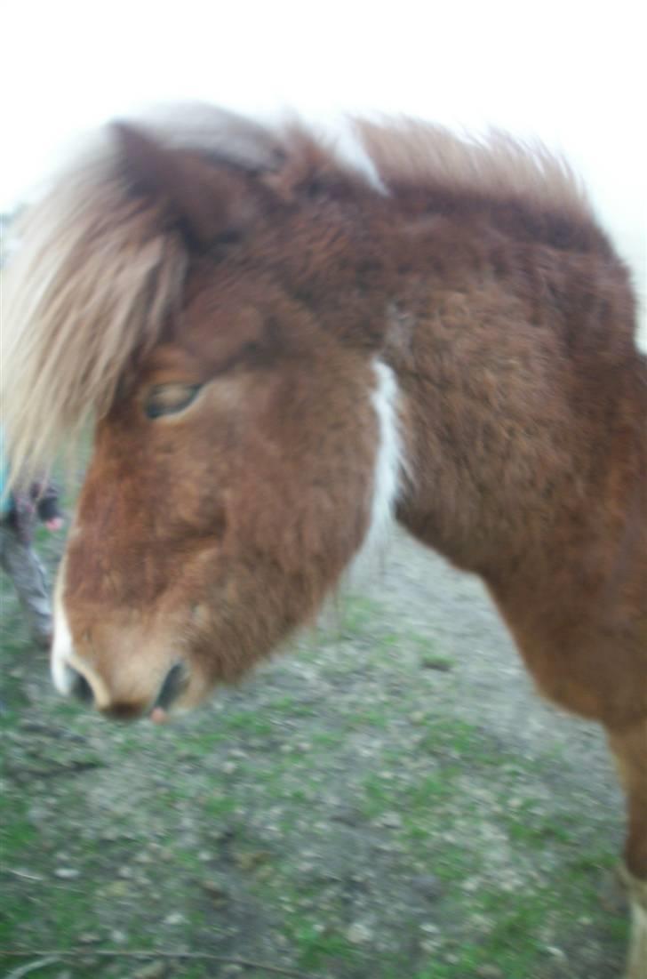 Islænder Glatnir f. Kølhede - Se mit smukke ansigt... Foto: miig billede 13