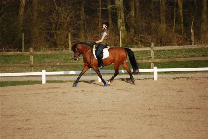 DSP Farinelle II   *R.I.P* - Nelle træning billede 3