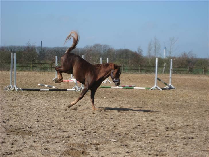 Welsh Pony (sec B) Spartan<3 rider ikke mere - Spartan bukker på spring banen ;p  billede 3