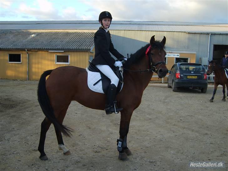 DSP Farinelle II   *R.I.P* - Mig til springstævne i 2007 billede 4