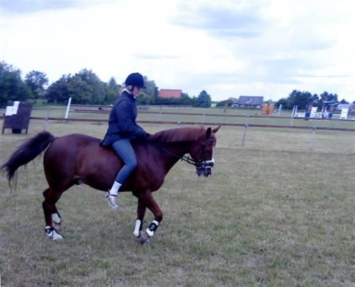 Anden særlig race Prins Piscala*Gamle part* - Hygge på springbande da jeg skulle passe ham <33 [Fotograf: Sofie Bonnie] billede 11