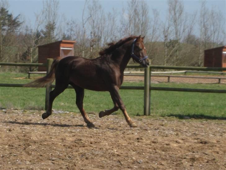 Welsh Pony (sec B) Spartan<3 rider ikke mere - uhh lækker trav på spring banen ;P  billede 4