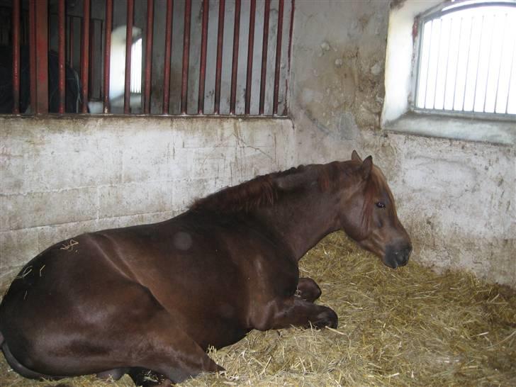 Welsh Pony (sec B) Spartan<3 rider ikke mere - Spartan sover lidt , inden vi skal ud at ride ;P  billede 5