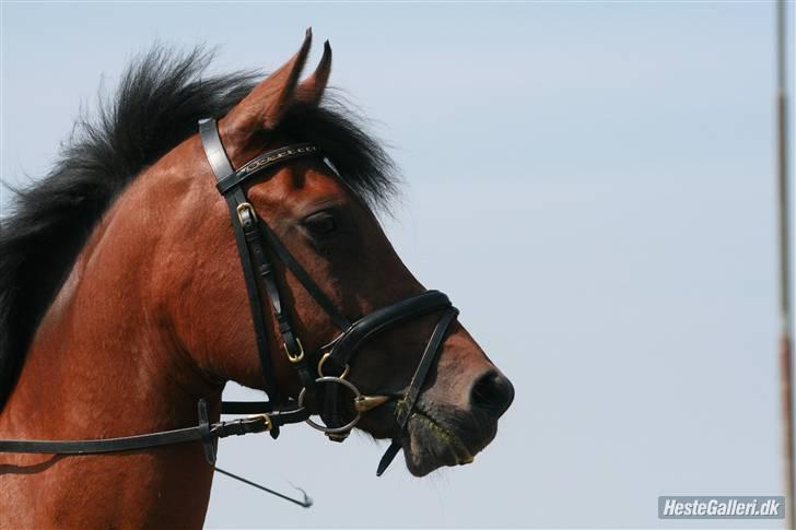 DSP Farinelle II   *R.I.P* - Nelle´s skønne hoved billede 6