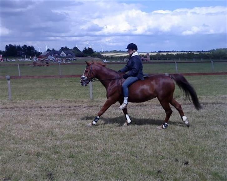 Anden særlig race Prins Piscala*Gamle part* - Prins syndes det var sjovt at give den gas og jeg var ved at falde af =p [fotograf: Sofie Bonnie] billede 12