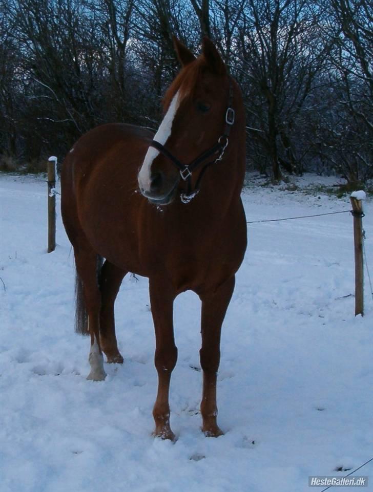 Anden særlig race Prins Piscala*Gamle part* - Vinter 2007 [fotograf Nadia] billede 13