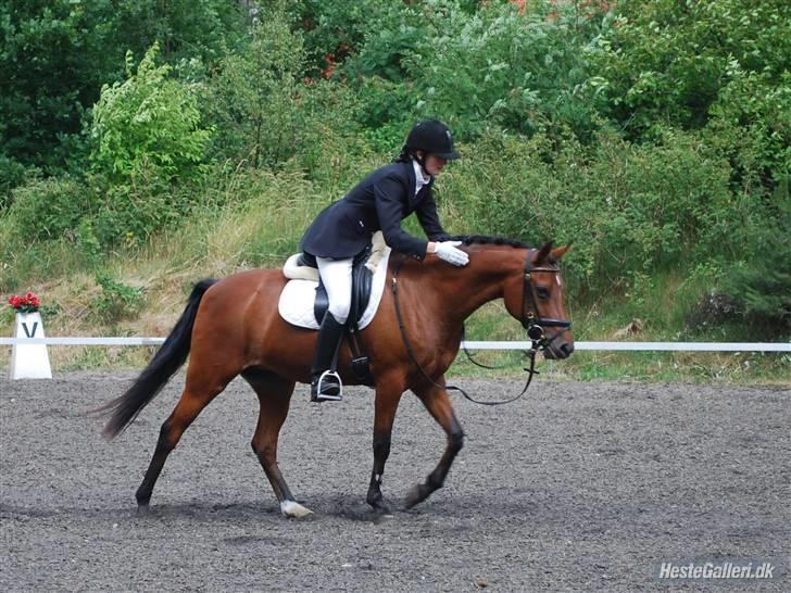 DSP Farinelle II   *R.I.P* - Dygtig nelle billede 7