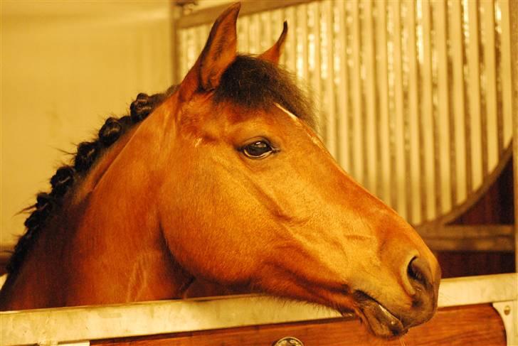 DSP Farinelle II   *R.I.P* - Nelle´s skønne hoved i Middelfart billede 10