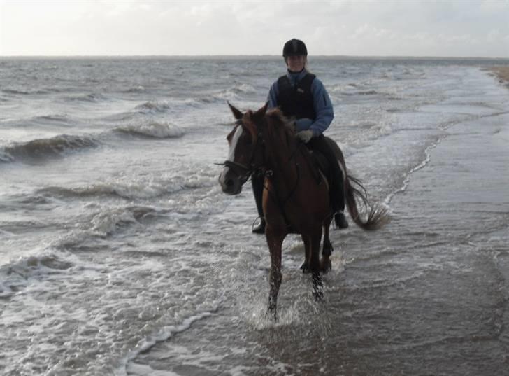 Anden særlig race Prins Piscala*Gamle part* - På strand nok den sidste gang med ham =,( Men det var super hyggeligt med Belinda og Gipsy =D[fotograf: Belinda] Tak Belinda fordi jeg måtte ride ham <33 billede 15