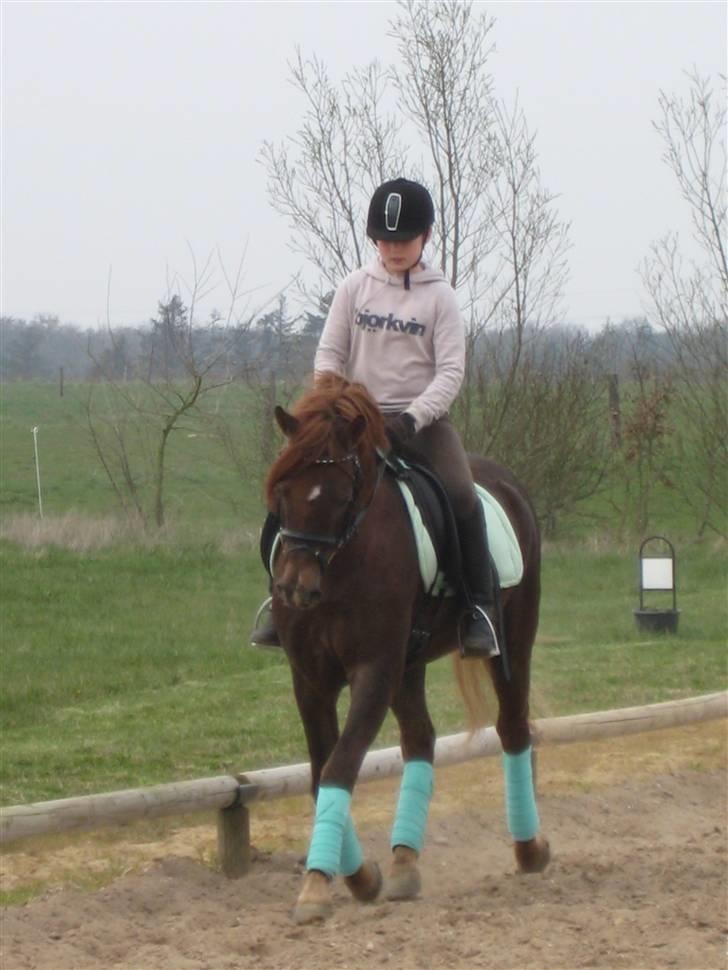 Welsh Pony (sec B) Spartan<3 rider ikke mere - Her rider mig og spartan , har ikke redet ham så meget her , men det ser da rigtig fint ud billede 6